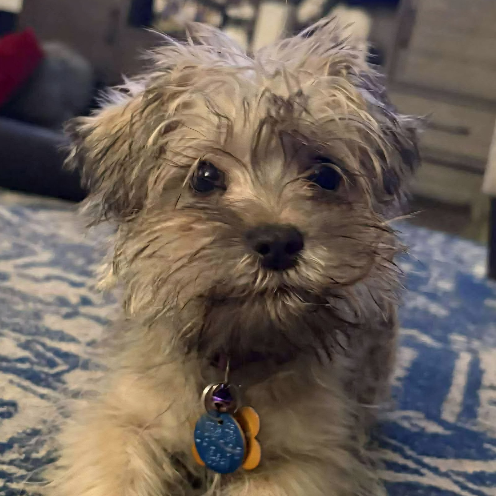 Pip-Squeak Image