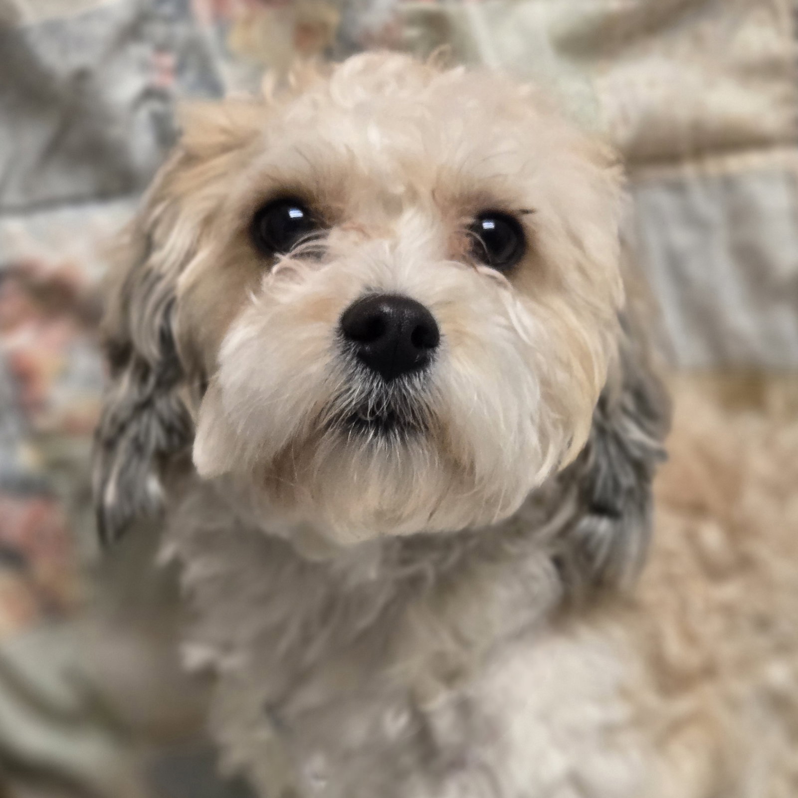 Buster Image