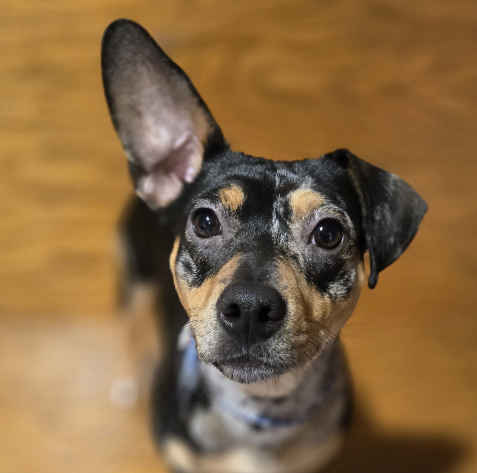 Brownie Image