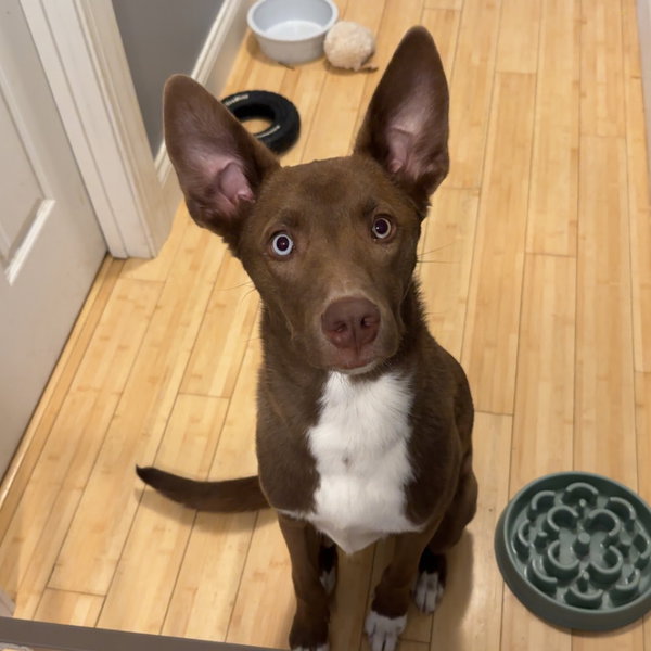 Scoob