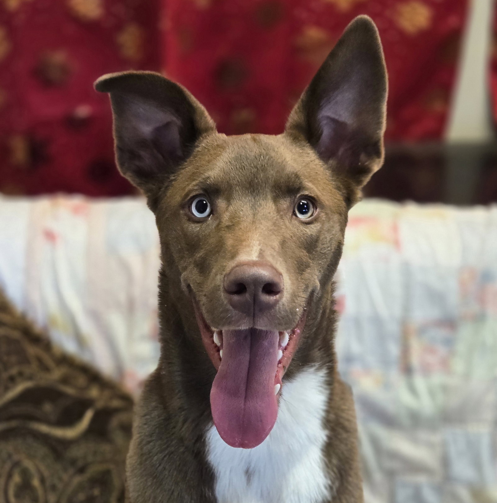 Scoob Image