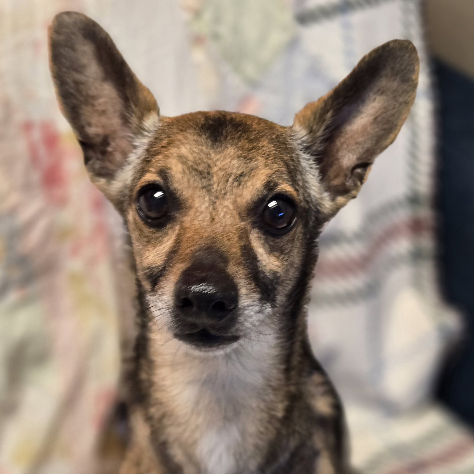 Roo Image