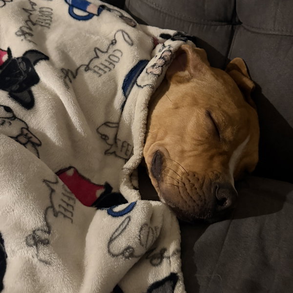 Alf