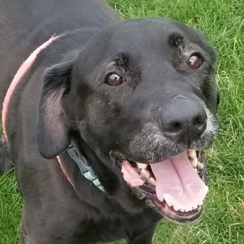 Faith, an adoptable Labrador Retriever in Normal, IL