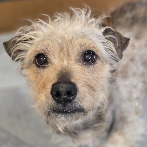picture of the dog needing adoption