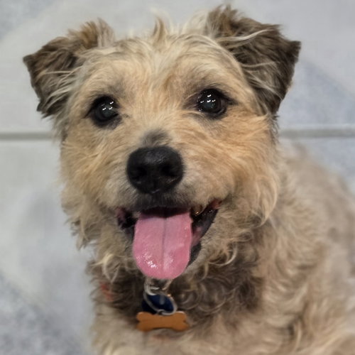 Kent, an adoptable Terrier in Normal, IL