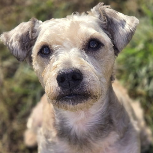 Kent, a dog for adoption from Wish Bone Canine Rescue