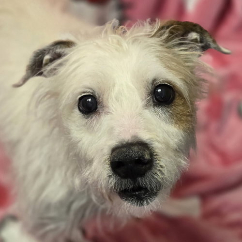 picture of the dog needing adoption