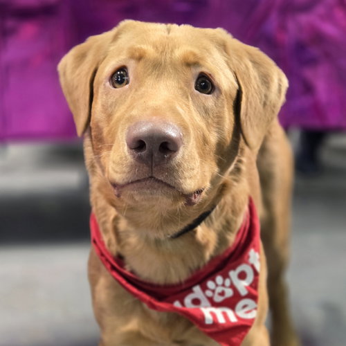 Iggy, an adoptable Labrador Retriever in Normal, IL