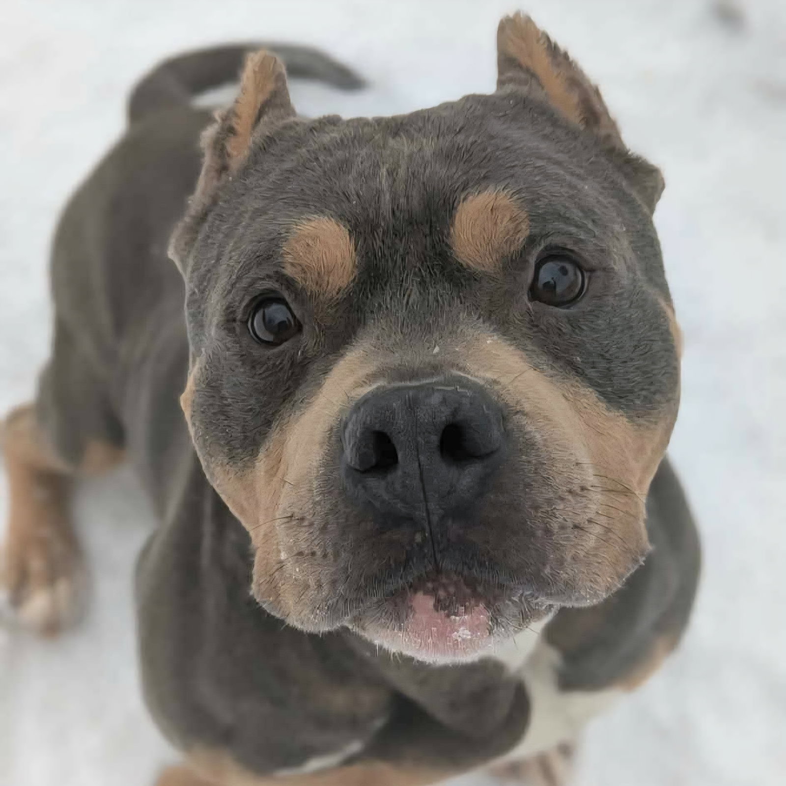 Hemi Image