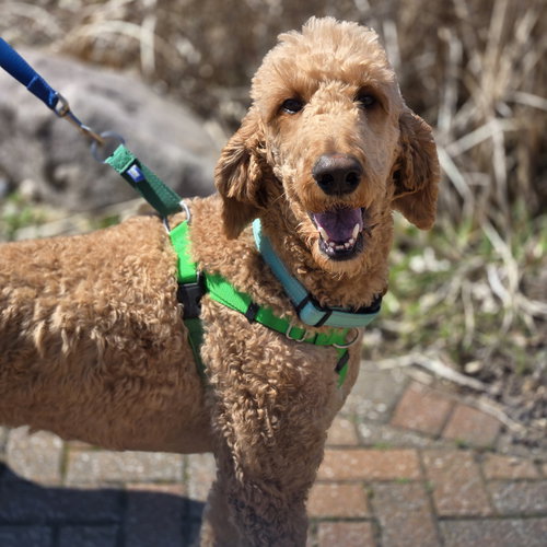 Pooh Bear, an adoptable Irish Setter in Normal, IL