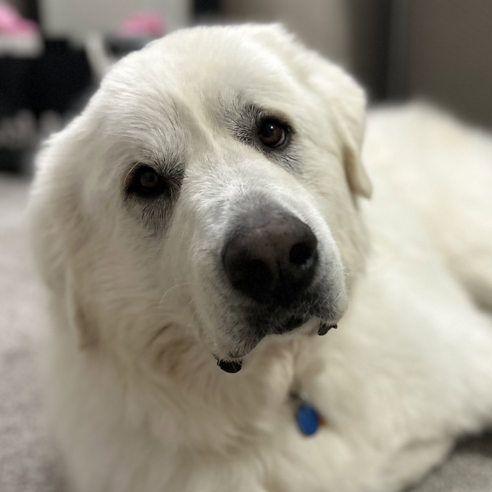 Theo Image