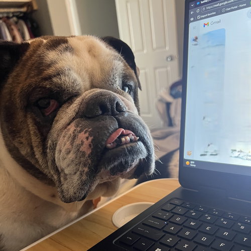 picture of the dog needing adoption