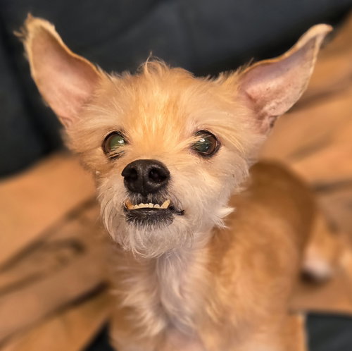 Charles, an adoptable Chihuahua in Normal, IL