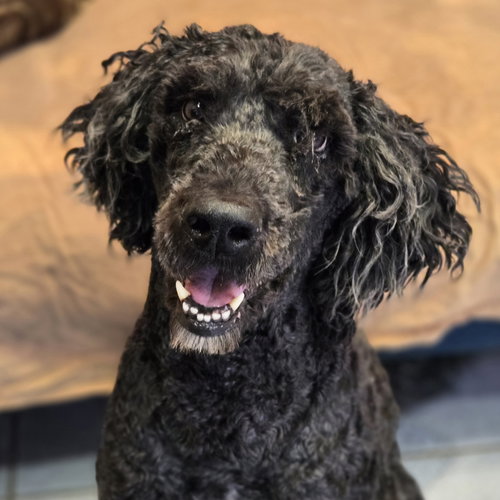 picture of the dog needing adoption