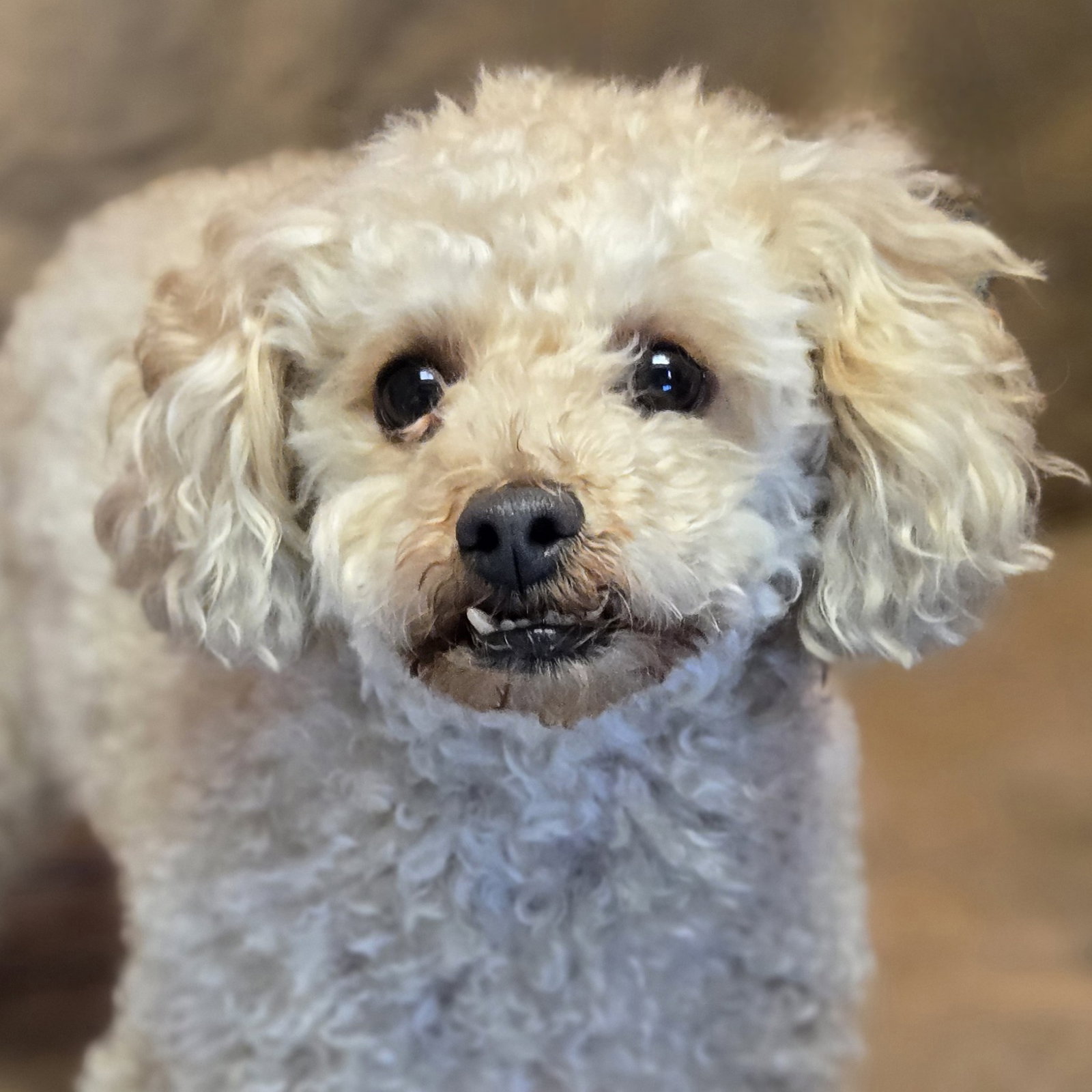 Teddy Image