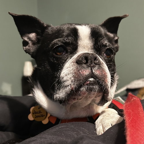 picture of the dog needing adoption