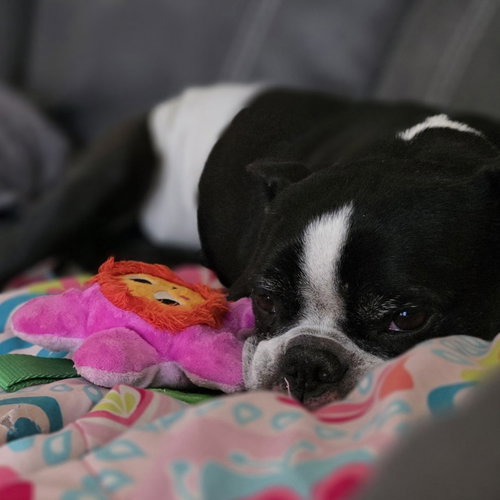 Jack Jack, photo 5