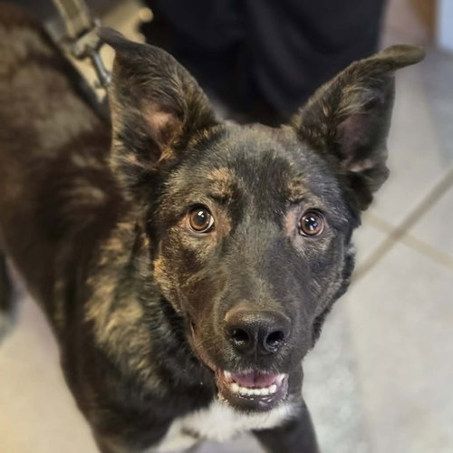 Milo, an adoptable Shepherd in Normal, IL