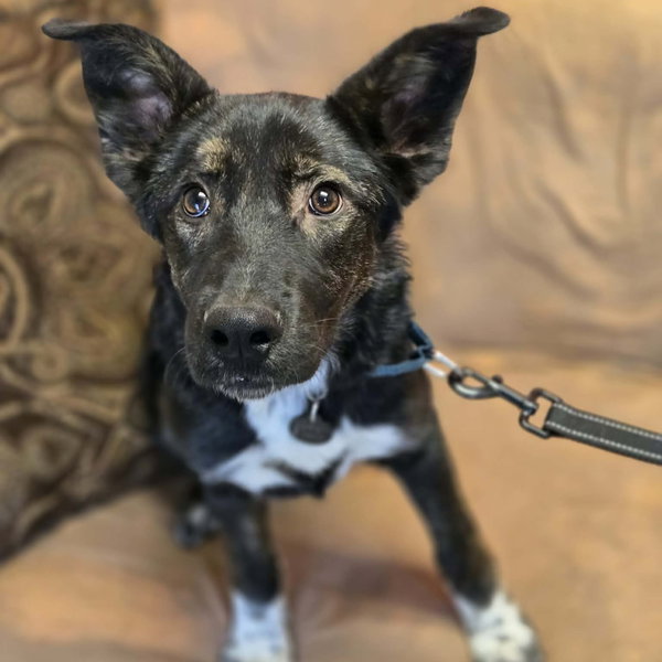 Milo