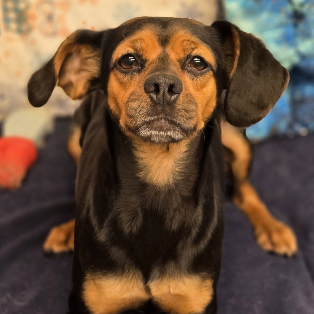 Penny Image