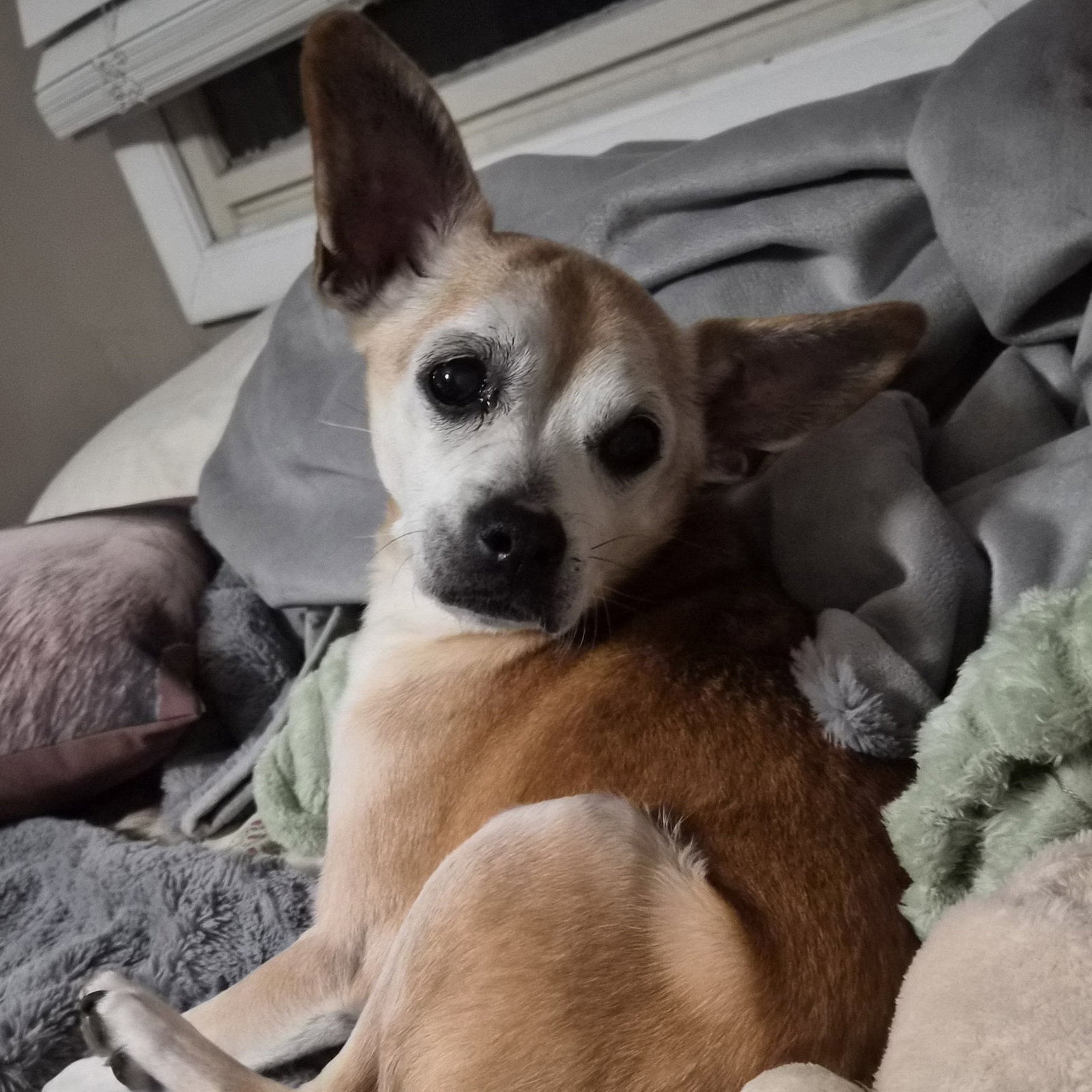 Charlie, photo 8