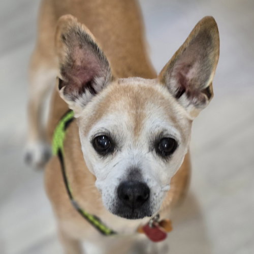 picture of the dog needing adoption