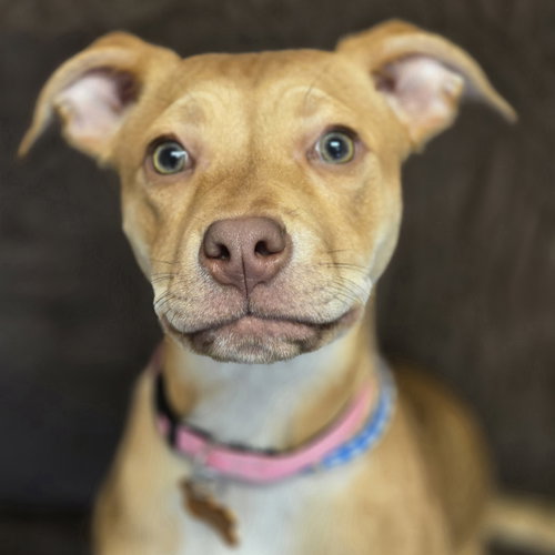 picture of the dog needing adoption