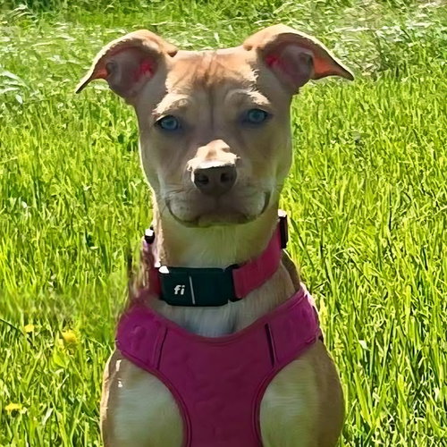 Harkin, an adoptable Unknown breed in Normal, IL
