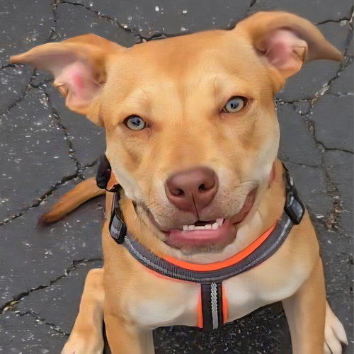 Harkin, an adoptable Unknown breed in Normal, IL