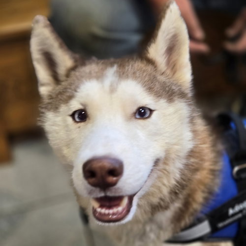 picture of the dog needing adoption