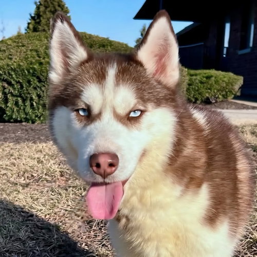 picture of the dog needing adoption