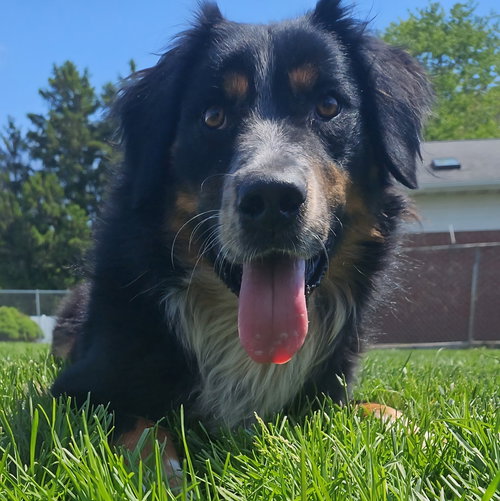 Osiris, an adoptable Australian Shepherd in Normal, IL