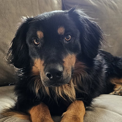 picture of the dog needing adoption