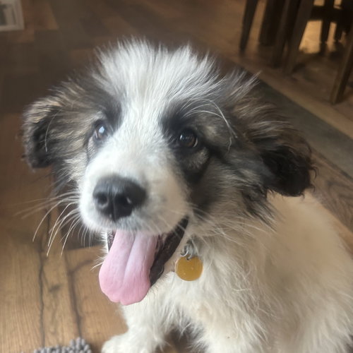 Frost, an adoptable Great Pyrenees in Normal, IL