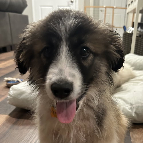 Yeti, an adoptable Great Pyrenees in Normal, IL