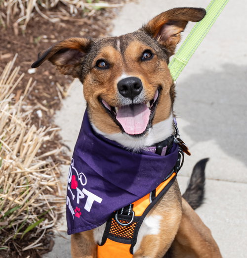 Kara Zor-El, an adoptable Unknown breed in Normal, IL