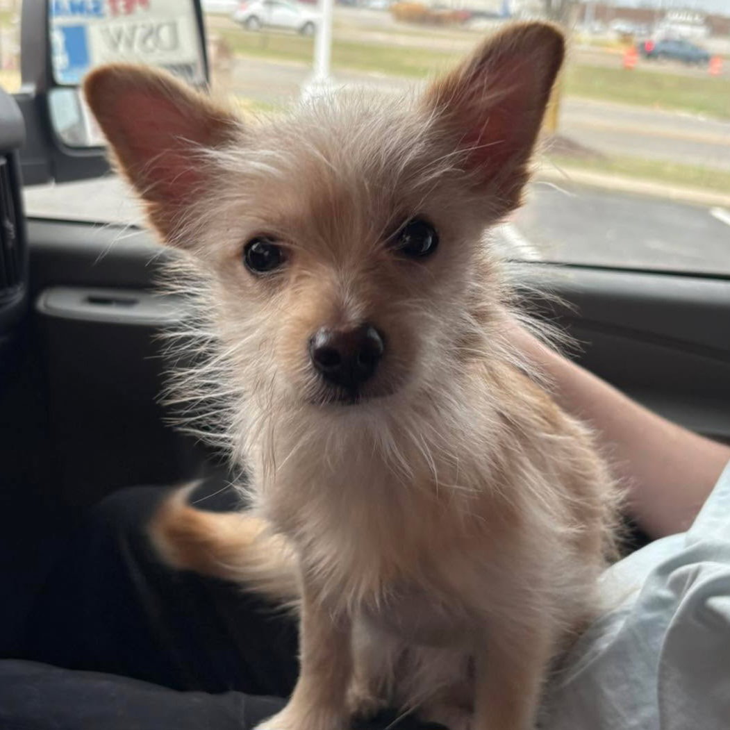Albie Image