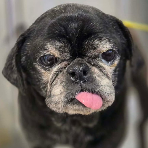 picture of the dog needing adoption