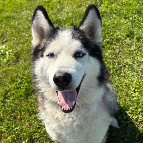 Sherlock, an adoptable Alaskan Malamute in Normal, IL