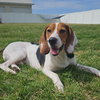 Copper - Photo 2
