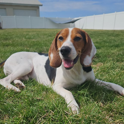 COPPER - Hound available for adoption