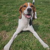 Copper - Photo 3