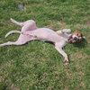Copper - Photo 4