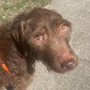 Jelly Bean - Photo 4