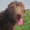 Jelly Bean - Photo 1