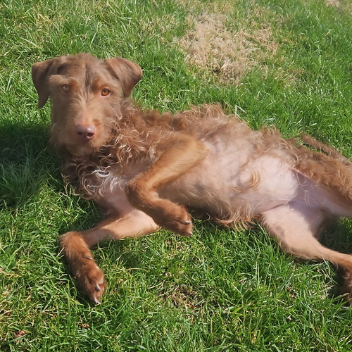 JELLY BEAN - Labrador Retriever / Poodle (Standard) available for adoption