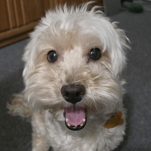 EDDIE - Maltese available for adoption