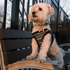 Eddie - Photo 5
