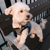 Eddie - Photo 6